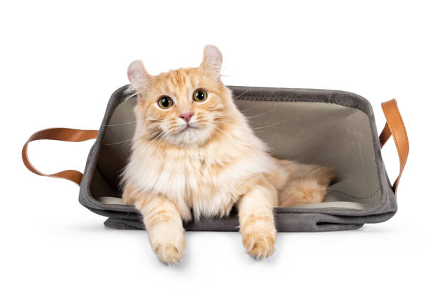 istock American Curl Longhair cat on white background 1353658954