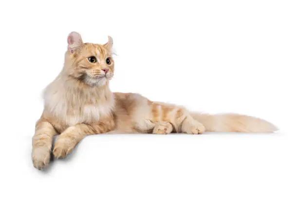 Photo of American Curl Longhair cat on white background