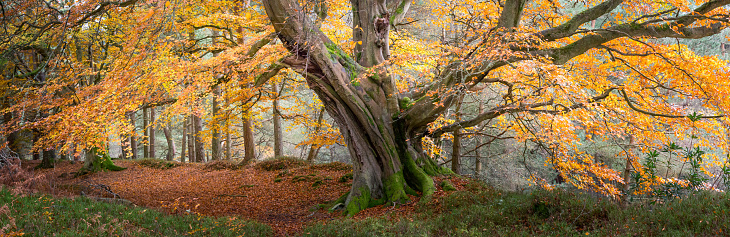 Panoramic photograph of a majestic mature beech tree with a canopy of bronze and golden leaves in Autumn in the heart of an English woodland
