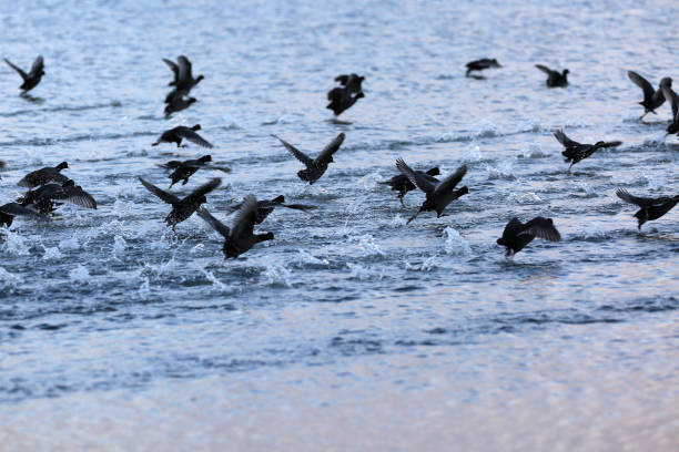 istock black birds flying over the water 1353659801