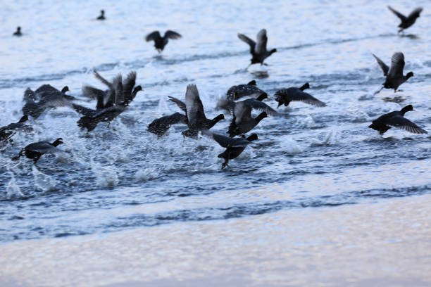 istock black birds flying over the water 1353659848