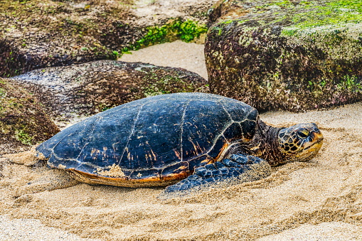 Green Sea Turtle Laying Eggs on Beach Maui Hawaii