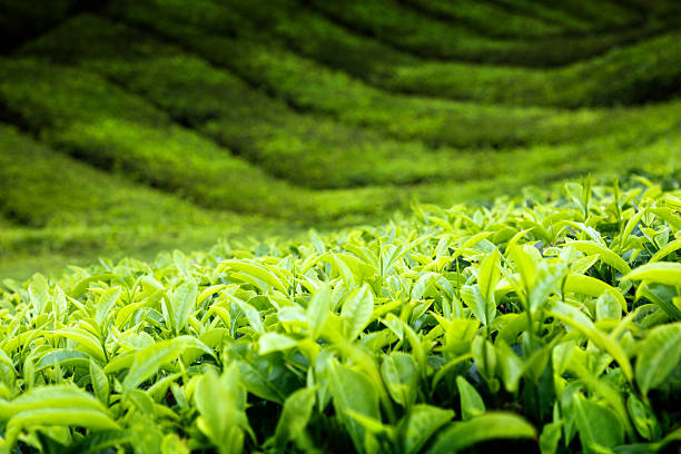istock Tea plantation Cameron highlands, Malaysia 135366080