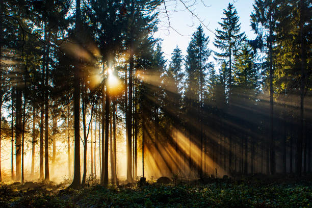 zachód słońca i mgła w lesie - podświetlane - sunset day back lit autumn zdjęcia i obrazy z banku zdjęć