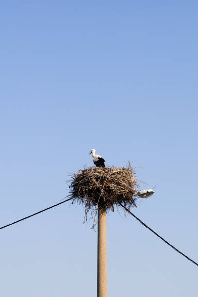 istock Stork and its nest on an electric post 1353661342