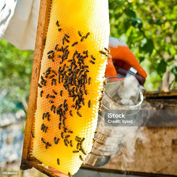 Foto de Apicultor e mais fotos de stock de Abelha - Abelha, Agricultura, Amarelo