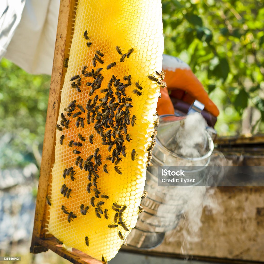 Пчеловод - Стоковые фото Белый роялти-фри
