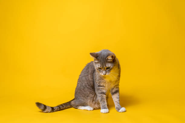 istock Cat looks thoughtfully down, sitting on a yellow background. Copy space. 1353662324