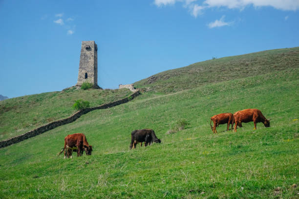 istock Cows graze in a meadow in the mountains 1353662883