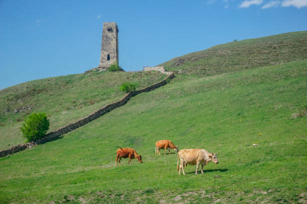 istock Cows graze in a meadow in the mountains 1353663194