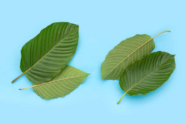 istock Mitragyna speciosa, Fresh kratom leaves on blue background 1353663836