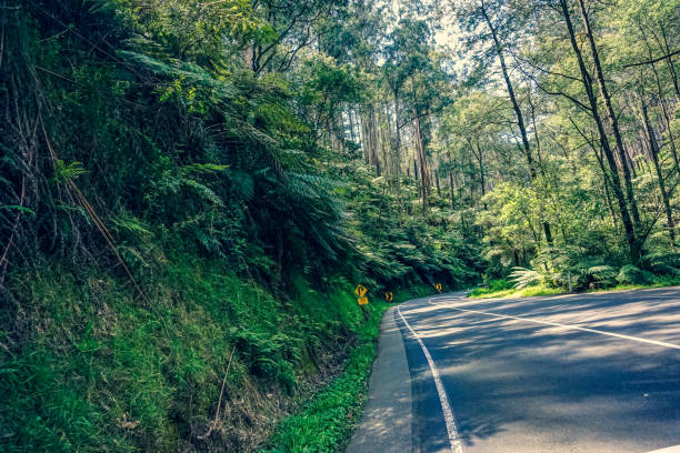 istock A road through the rainforest in Australia. 1353663904