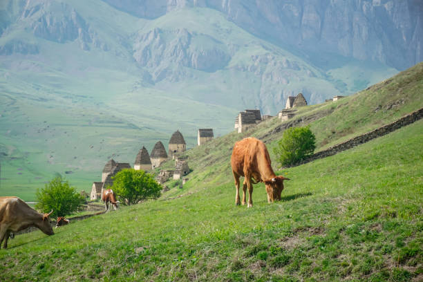 Cows graze in a meadow in the mountains