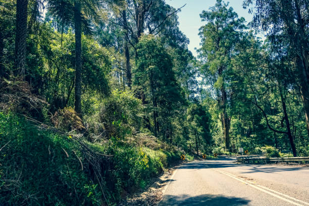 istock A road through a rainforest in Australia. 1353663945