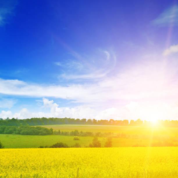 istock Sunset above the large yellow colza field. 1353663978
