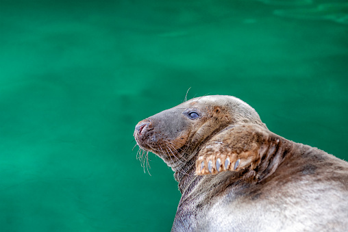 Atlantic gray seal, Halichoerus grypus, animal lying near dark green water, place for text with copy space.