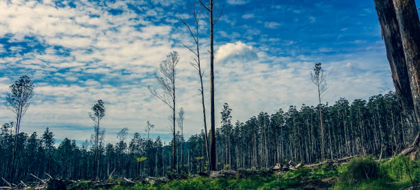 istock Part of a formerly burned forest in Australia. 1353664143