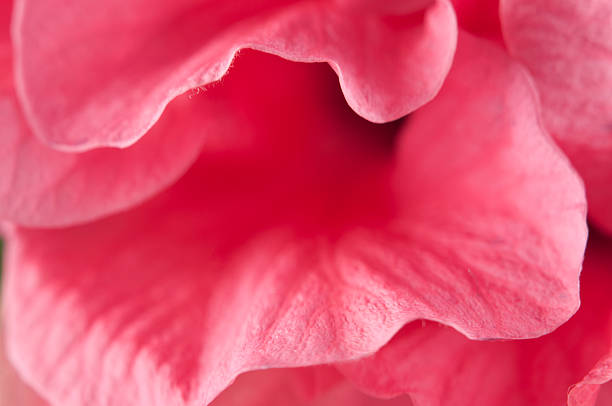 istock hibiscus flower fragment 135366447