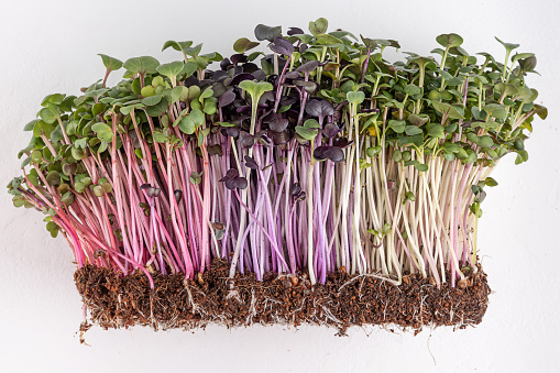 Radish sprouts on a white background, microgreens of vegetables for a healthy eating, close-up.