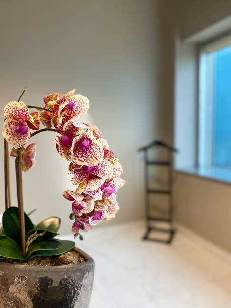 istock Green leaves under green orange orchid in vase 1353665400