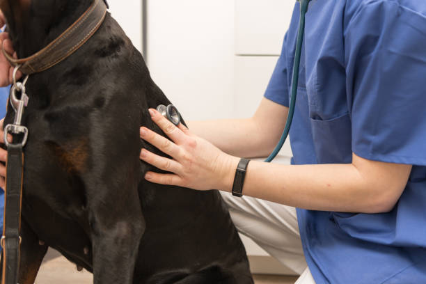 primo piano di un esame del cane da parte di un medico veterinario con stetoscopio in clinica veterinaria - remote dog control animal foto e immagini stock