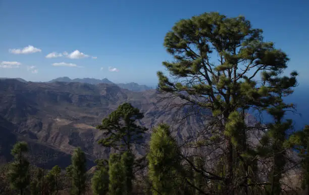 Photo of Gran Canaria, landscape of the mountainous part of the island in the Nature Park Tamadaba