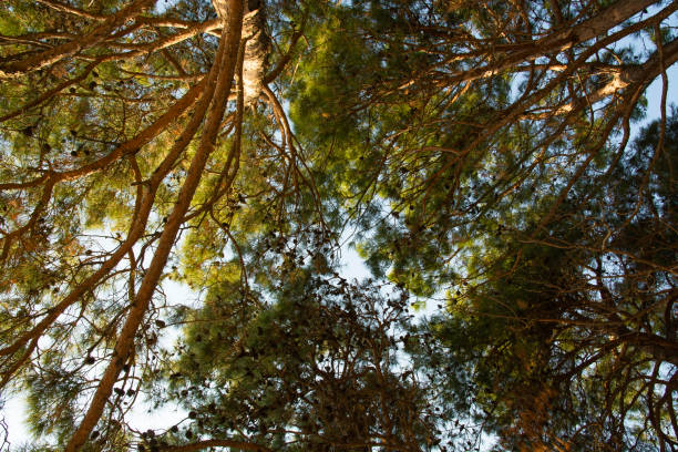 istock branches of the Pitsunda pine against the blue sky 1353666062