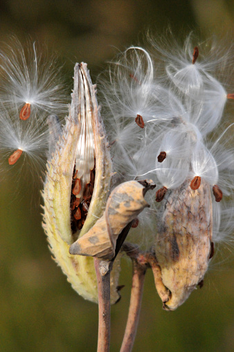 Commerce City, Adams County, Colorado, USA: Rocky Mountain Arsenal National Wildlife Refuge, formerly a  chemical weapons manufacturing center - Asclepias syriaca, commonly called common milkweed, butterfly flower, silkweed, silky swallow-wort, and Virginia silkweed. Pods of common milkweed releasing seeds. Pods popped open with seed heads blowing in the wind.