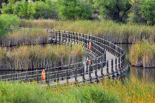 Commerce City, Adams County, Colorado, USA: walkway on the wetlands, water and cattail plants - Rocky Mountain Arsenal National Wildlife Refuge, formerly a chemical weapons manufacturing center.