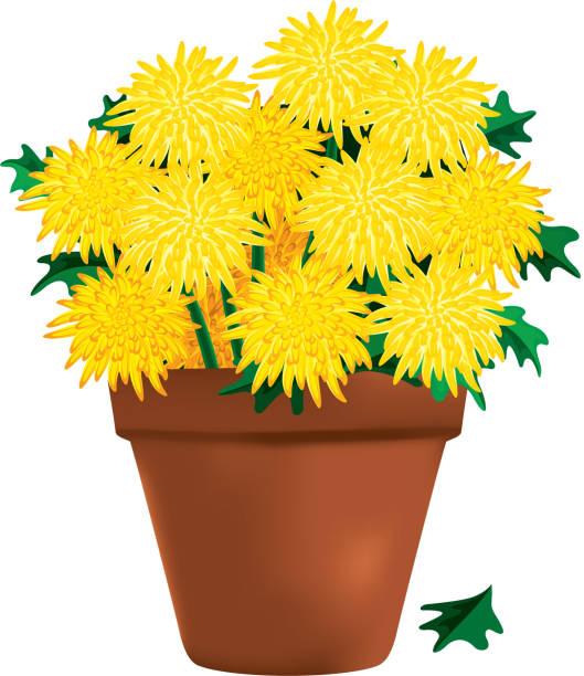 Yellow Chrysanthemums in a Clay Pot vector art illustration