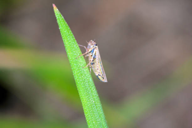 istock Leafhopper Macrosteles laevis on winter cereals. A leafhopper is the common name for any species from the family Cicadellidae, they are often plant pests. 1353669479
