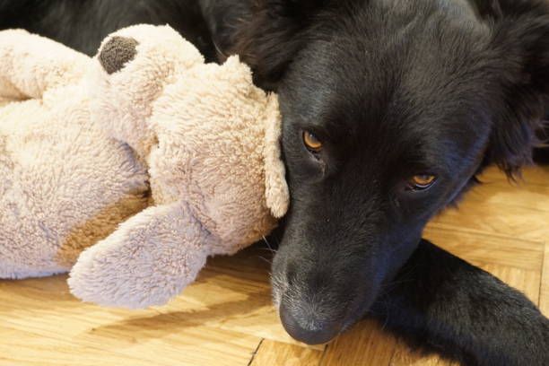 istock Dog with a toy 1353669503