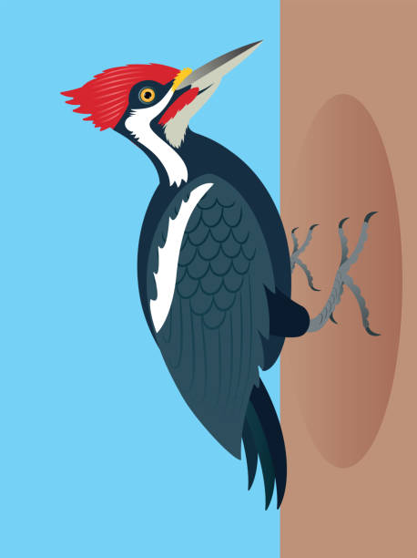 Crimson-crested Woodpecker (Campophilus melanoleucus) Vector Campophilus melanoleucus woodpecker stock illustrations