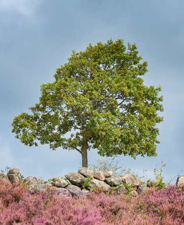 Oak tree on heather moor. Sunlight together with dark clouds in the background.