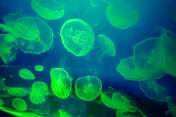 Photo of Jellyfish in an aquarium with green light.