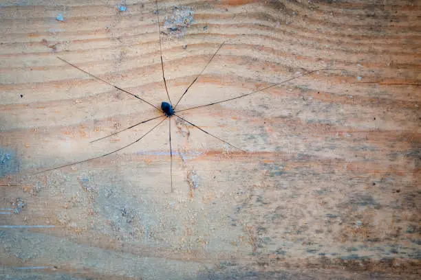 Photo of Daddy-longlegs on wooden post with detail and negative space for copy