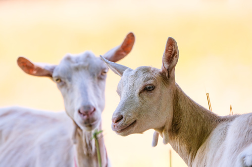 Goats, portrait, close-up, blurred background