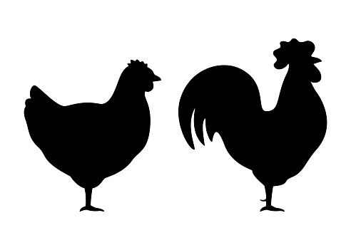 Silhouette of chicken and rooster animal, black contour farm hen. Household bird farm. Vector