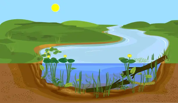 Vector illustration of Landscape with cross-section of river. Freshwater river biotope with Yellow water-lily (Nuphar lutea) plants and driftwood in water