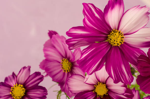 istock cosmos flower isolated on a textured purple background 1353675443
