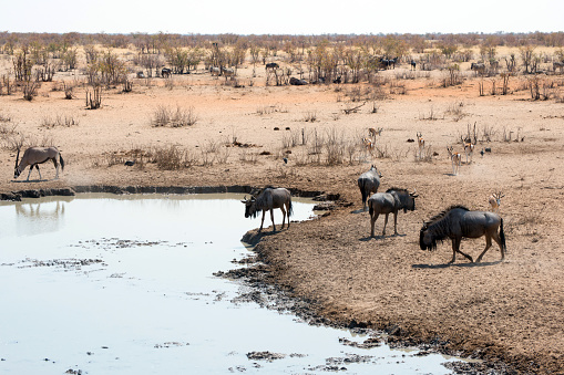 Herd of gnus drinking water in a pond  in Etosha National park. Namibia, Africa