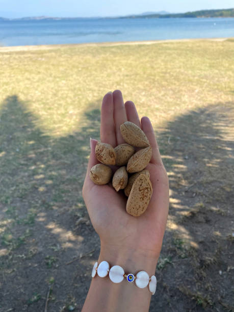 istock Holding Almond Cracks on a woman Hand 1353675988