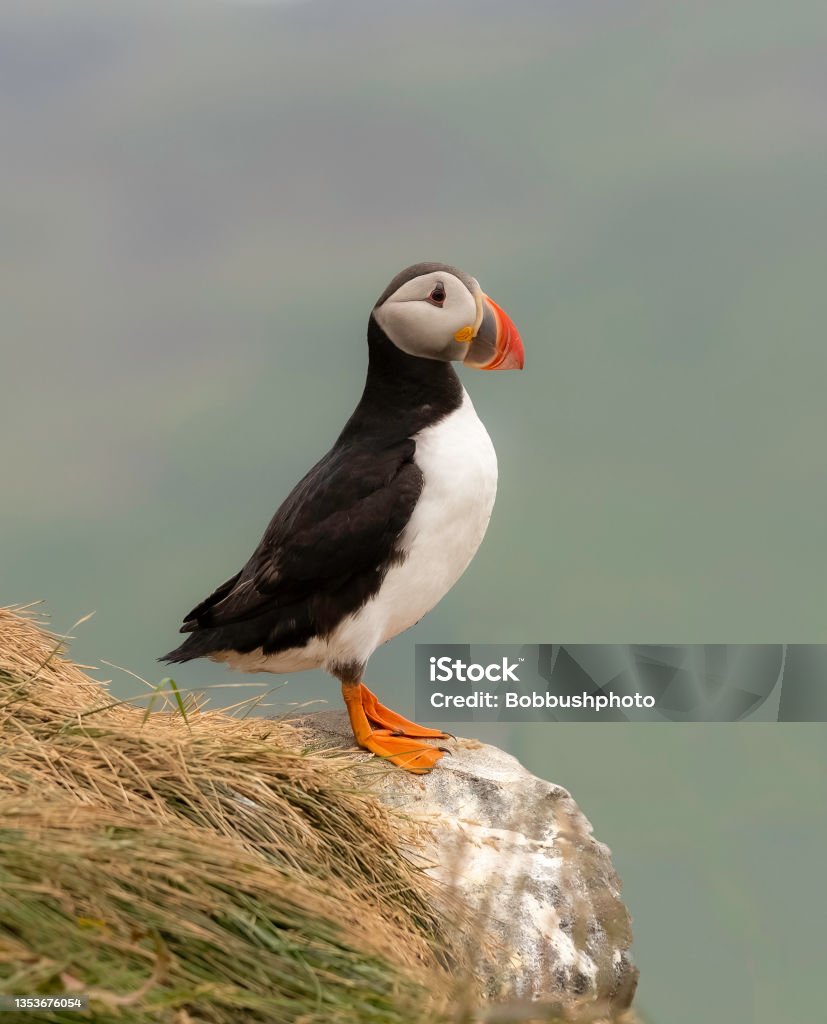 Puffin Portrait, Iceland This puffin was nesting at the cliffs of Dyrholaey peninsula along Iceland's southern coast. Puffin Stock Photo