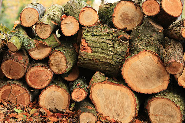 Pile Of Logs stock photo