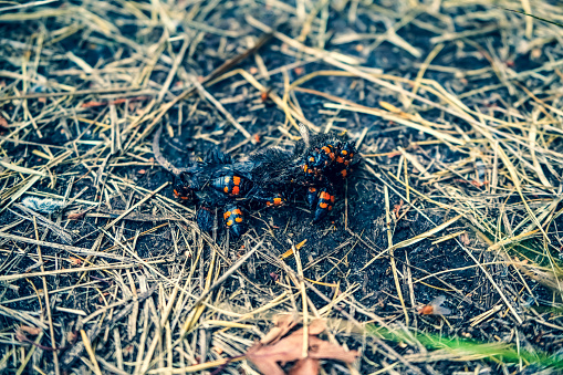 Some beetles that eat a mouse.