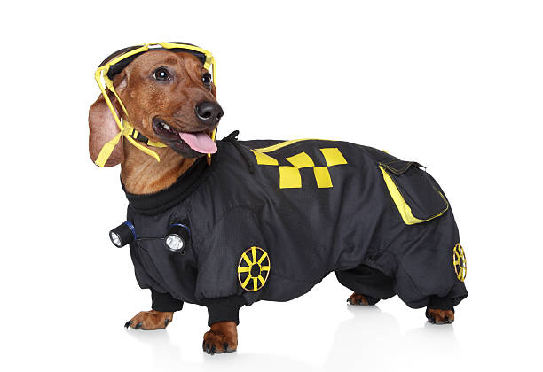 istock Dachshund portrait wearing hoodie 135367774