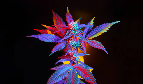 cannabis with colorful vibrant leaves. marijuana multicolor hybrid plant on black background. - blommande växt bildbanksfoton och bilder