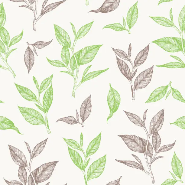 Vector illustration of Tea seamless pattern. Hand drawn tea leaf vector illustration. Vintage packaging design. Engraved style.