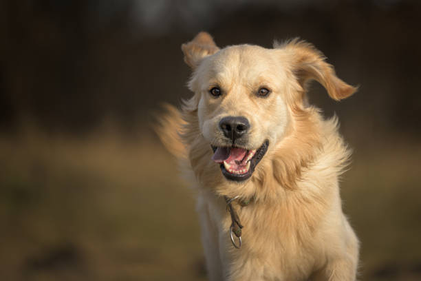 portrait of a running golden retriever dog across a meadow in autumn - golden retriever retriever golden dog imagens e fotografias de stock