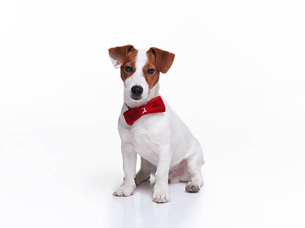 istock Jack Russel Terrier puppy for Christmas 135367958
